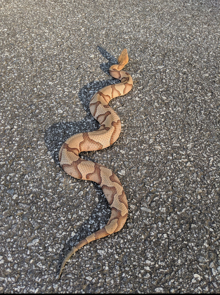 Another Copperhead Snake here in Loudoun Virginia