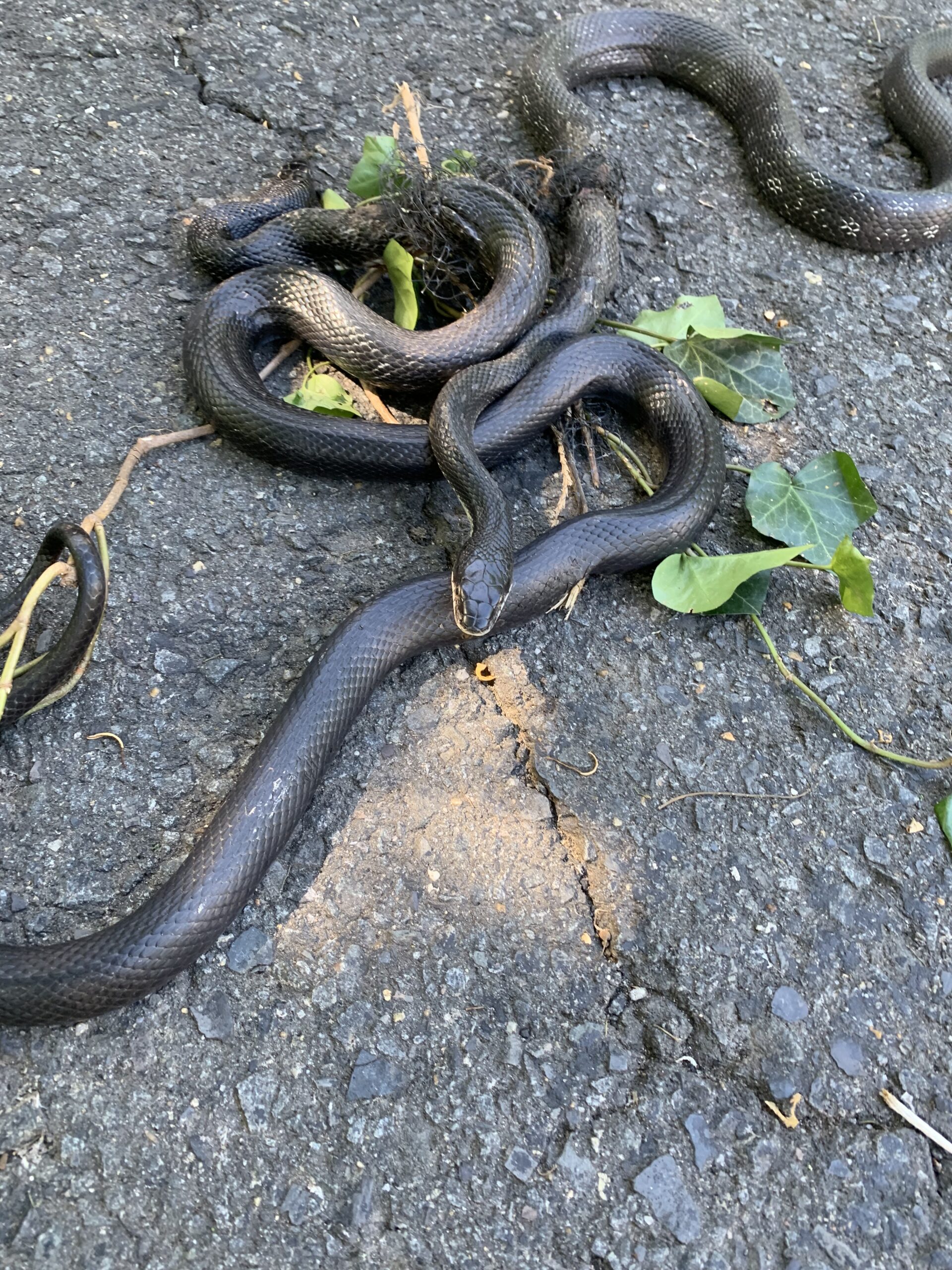 black garden snake removal