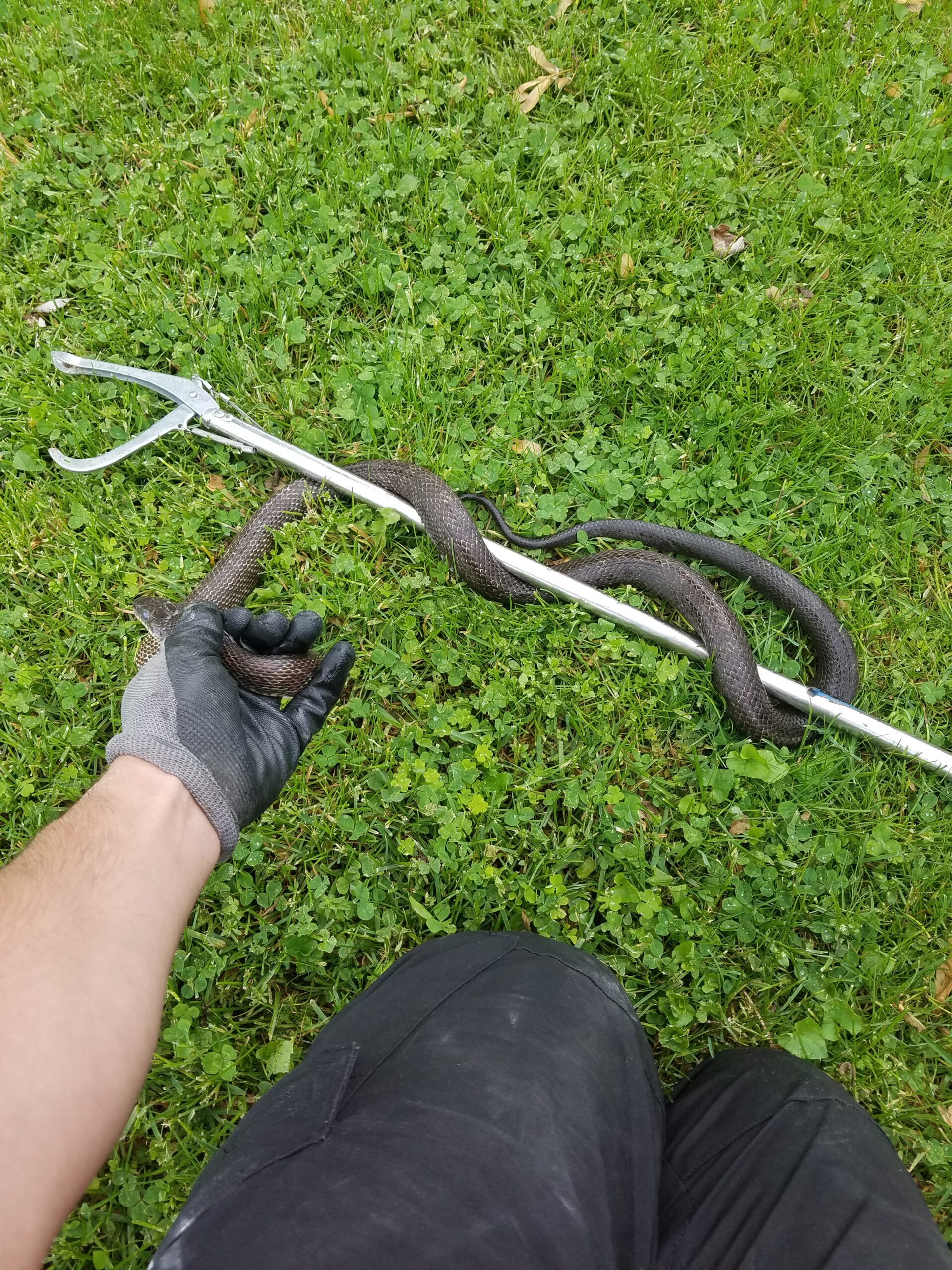 VA snake removal