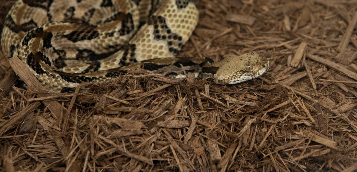 A venomous Timber Rattlesnake here in Virginia. Call us for Loudoun County Snake Removal