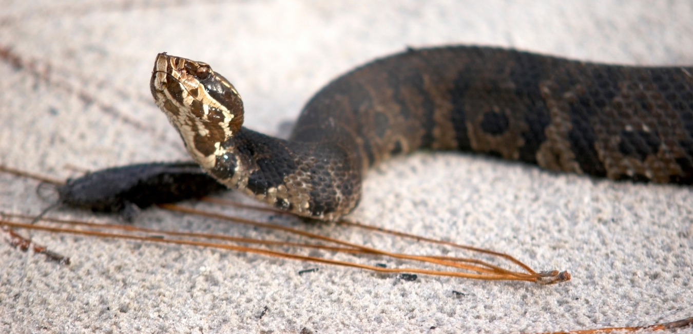 Cottonmouth Snakes in Virginia