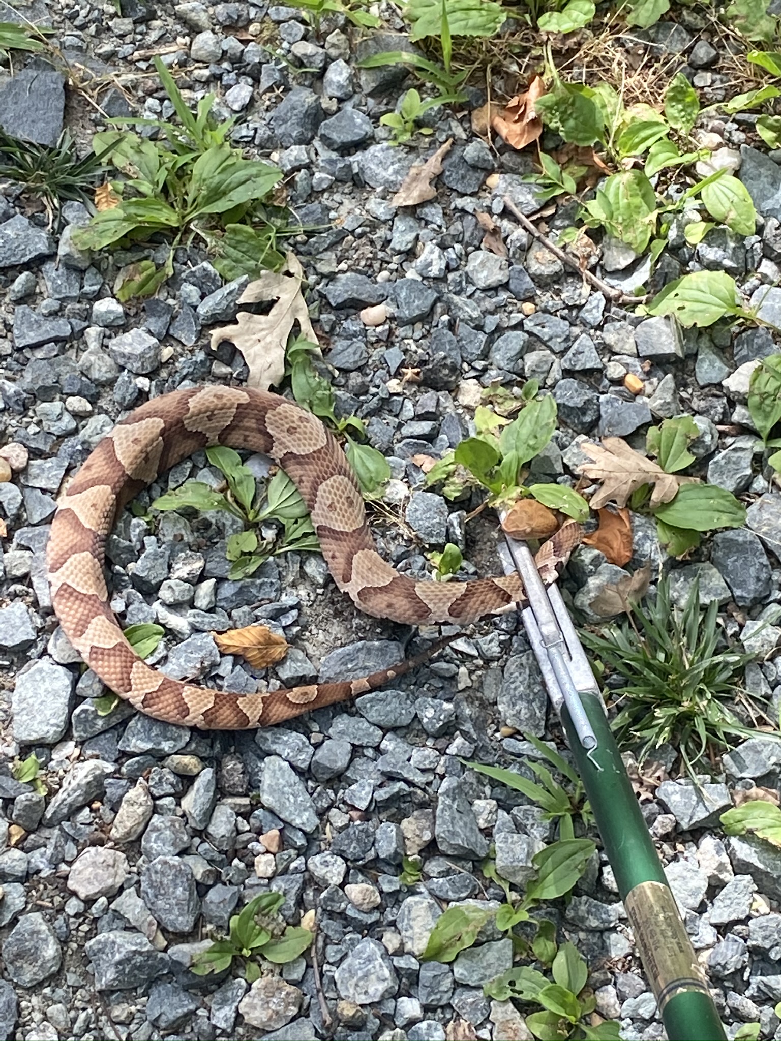 copperhead snake removal Virginia