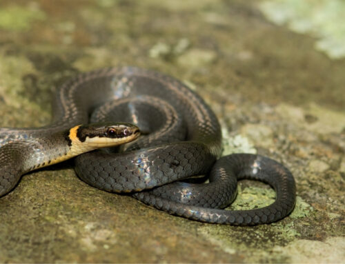 Ringneck Snake Info