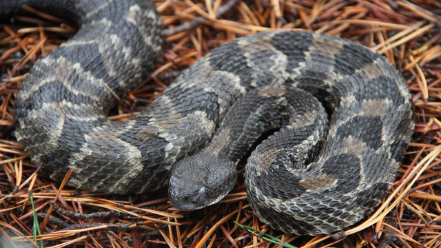 rattlesnakes in Virginia