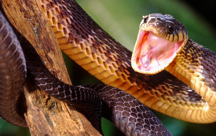 Tricks to Keep Snakes Out of Your Yard