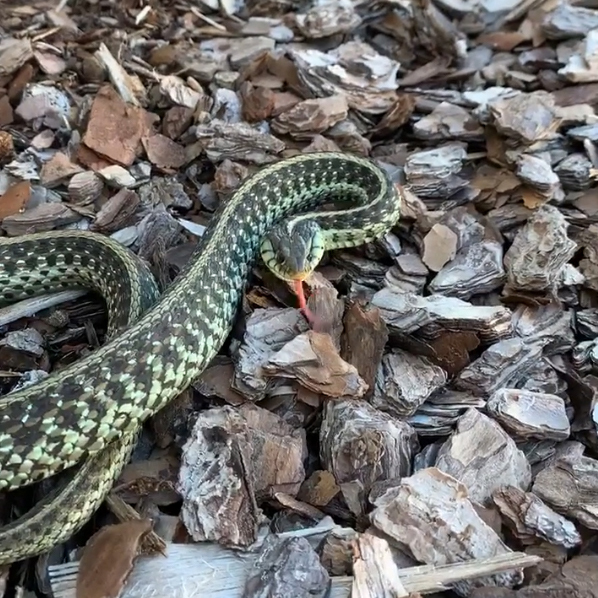 A snake such as this can lead to a snake under the home