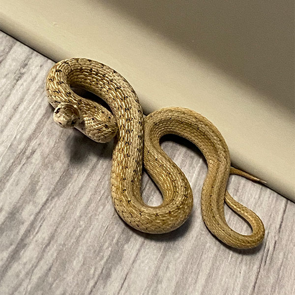 Dekay's Brown Snake here in Falmouth Virginia. Call for Falmouth Snake Trapping
