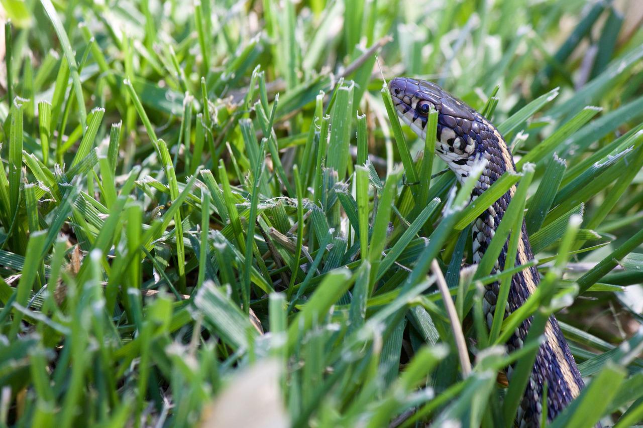 Snake Hiding in the Grass. Call for Snake Exclusion in Virginia!