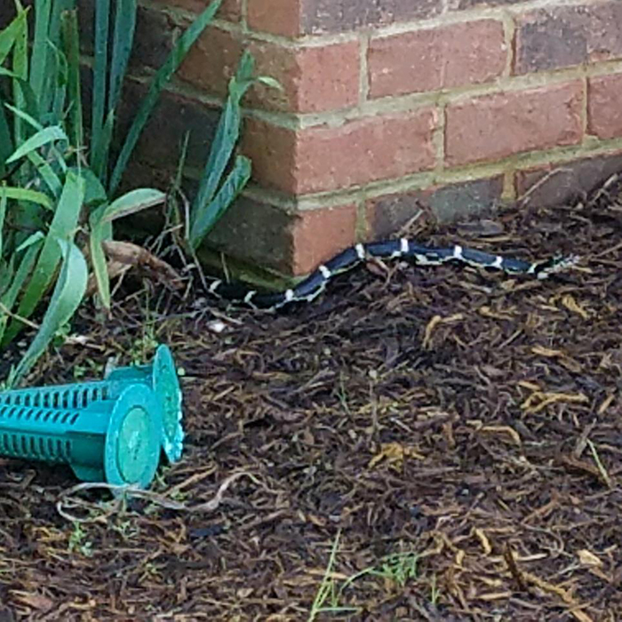 Snake in the Yard on Mulch