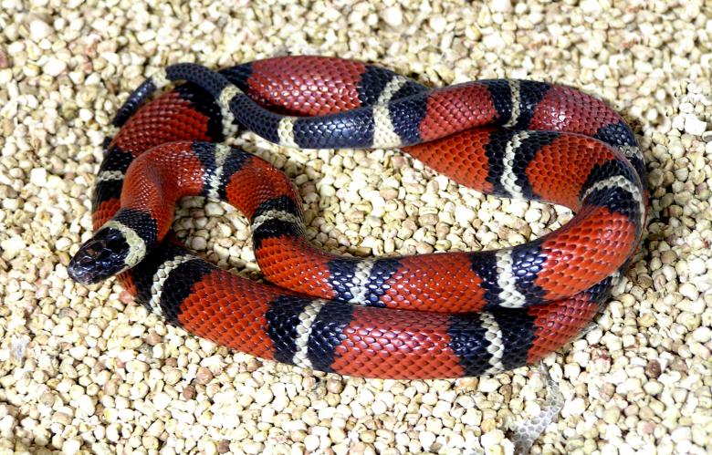 Milk Snake here in Falmouth Virginia. Call for Snake Removal in Falmouth