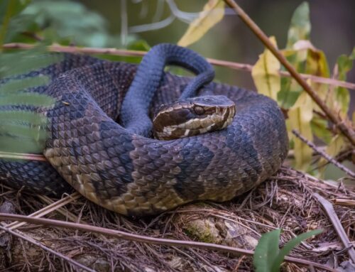 Snake Safety Tips for Virginia in the Spring