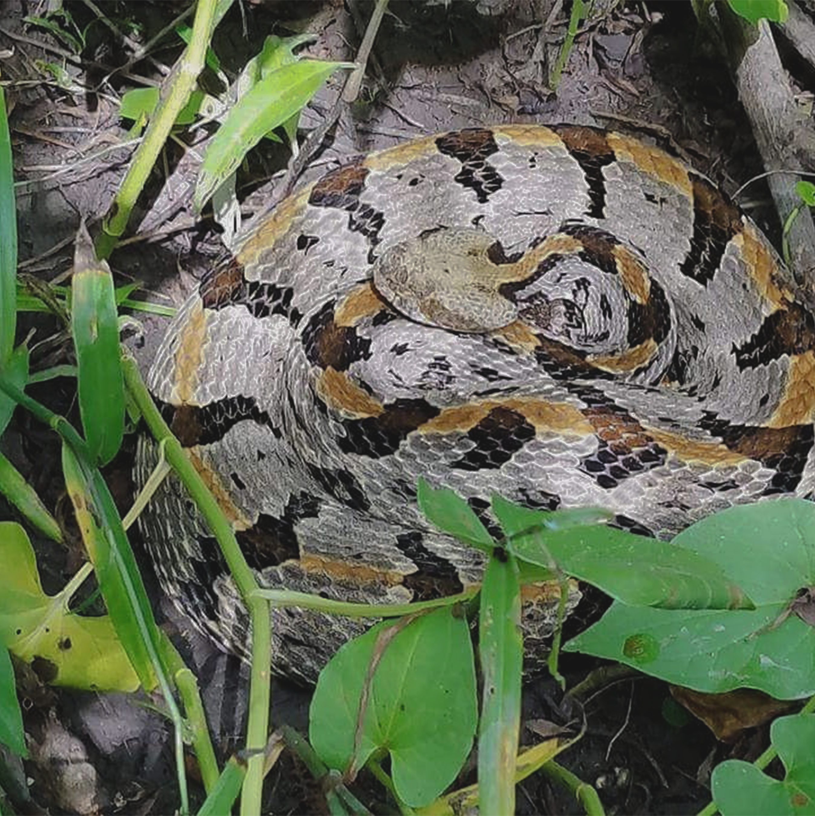 Timber Rattlesnake in Virginia