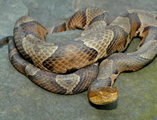 Copperhead Snake Facts – Habitat, Identifying