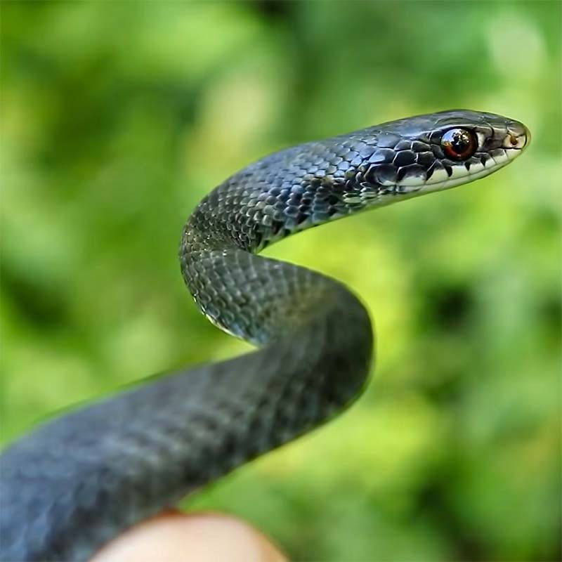 Northern Black Racer