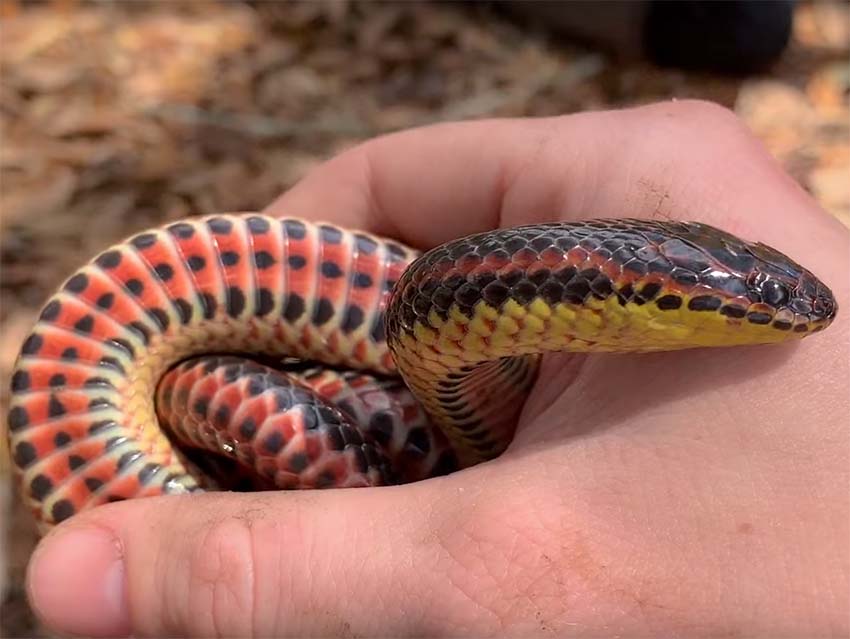 Close-up of a Rainbow Snake