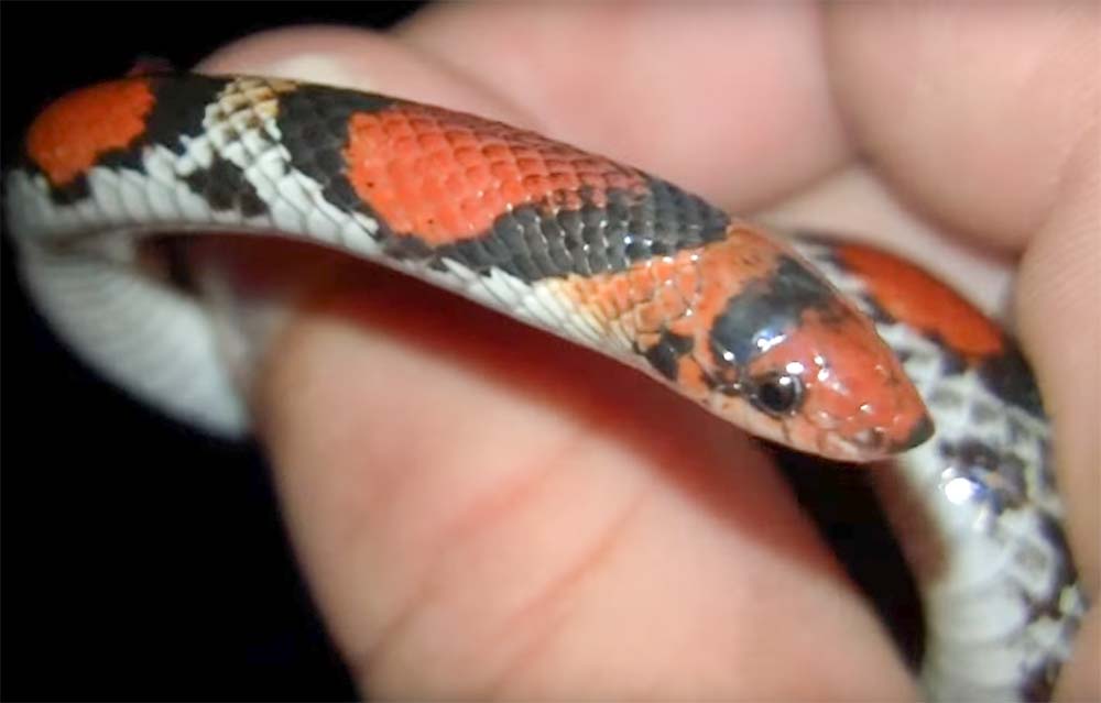 Small Child holding a Northern Scarlet Snake