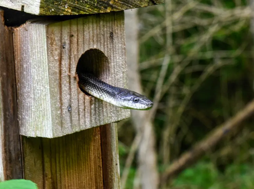 Gray Ratsnake in a Bird feeder
