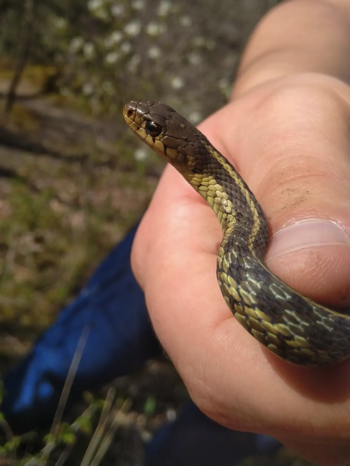 Eastern Garter Snake Juvenile