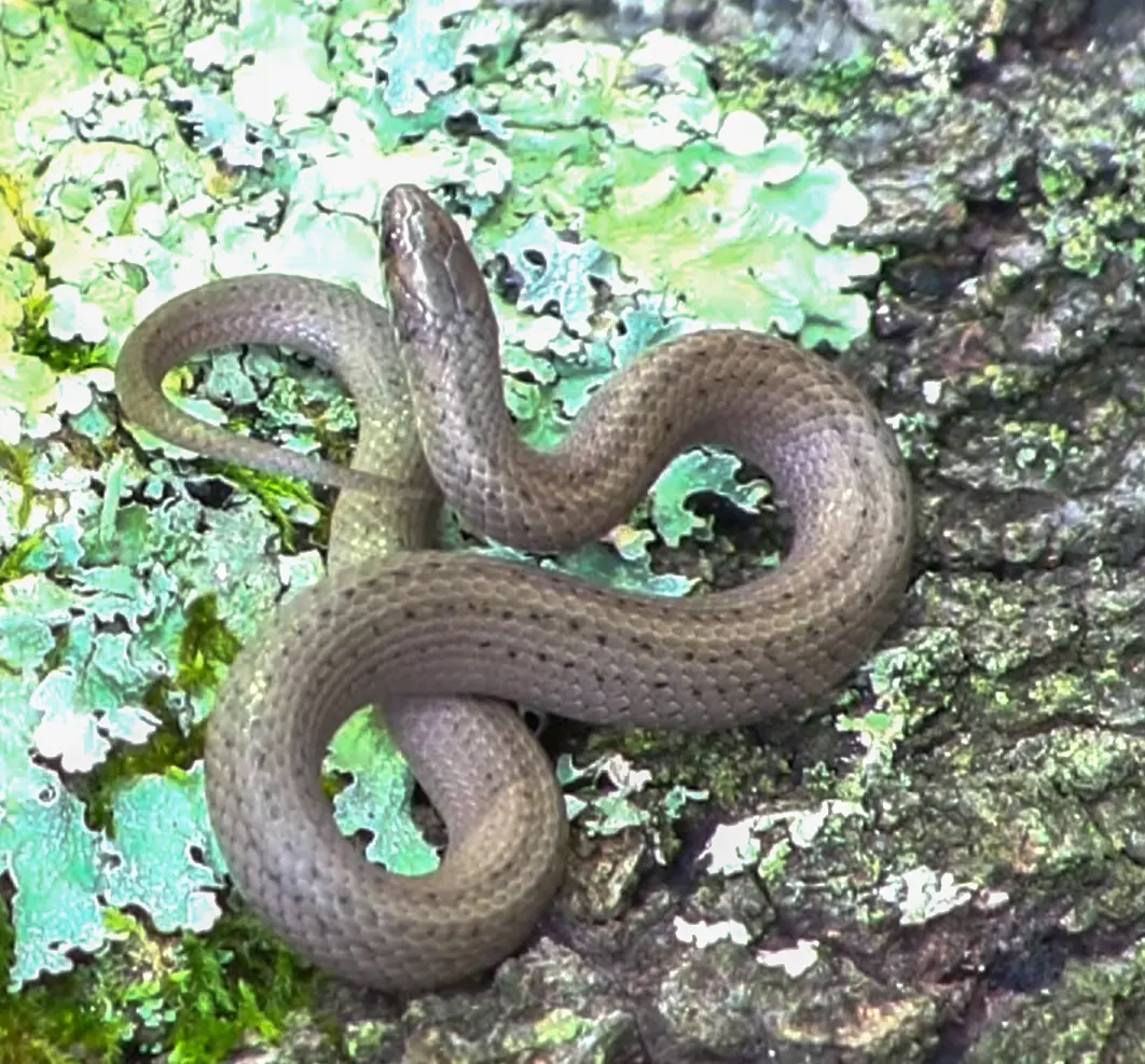 Mountain Earthsnake in a Bird feeder